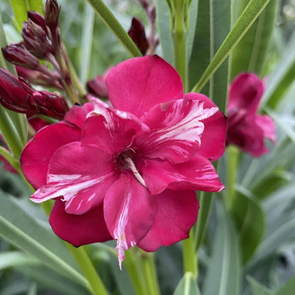 Nerium Ole!® Bicolor Red Oleander