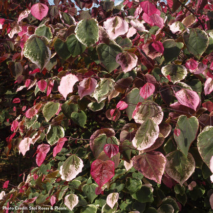 Cercis Carolina Sweetheart™ Red Bud
