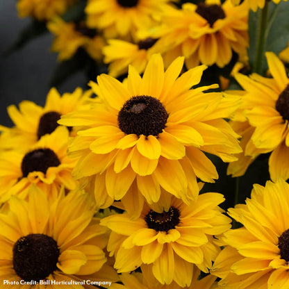 Rudbeckia Echibeckia Summerina Glow™ Sun's Up