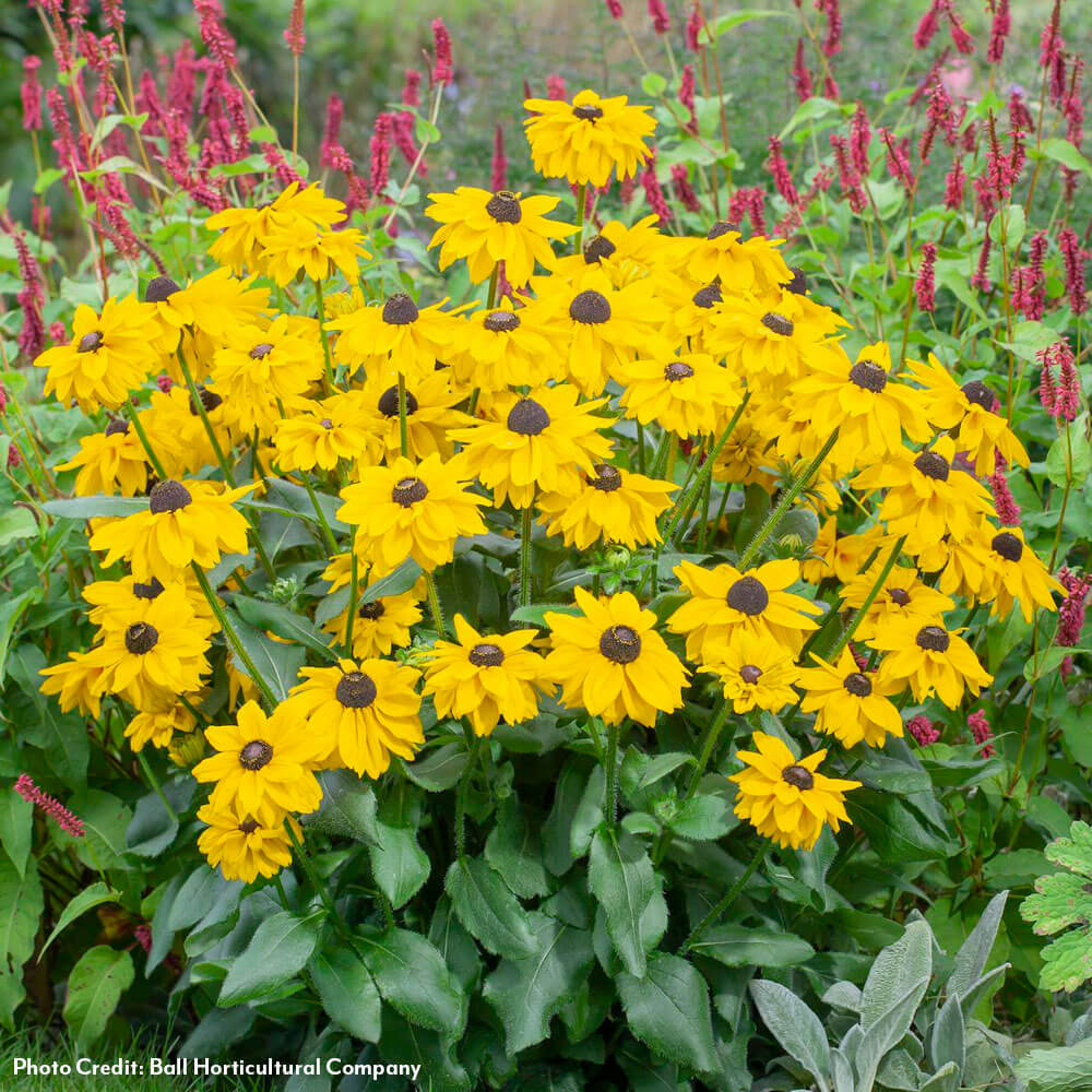 Rudbeckia Echibeckia Summerina Glow™ Sun's Up