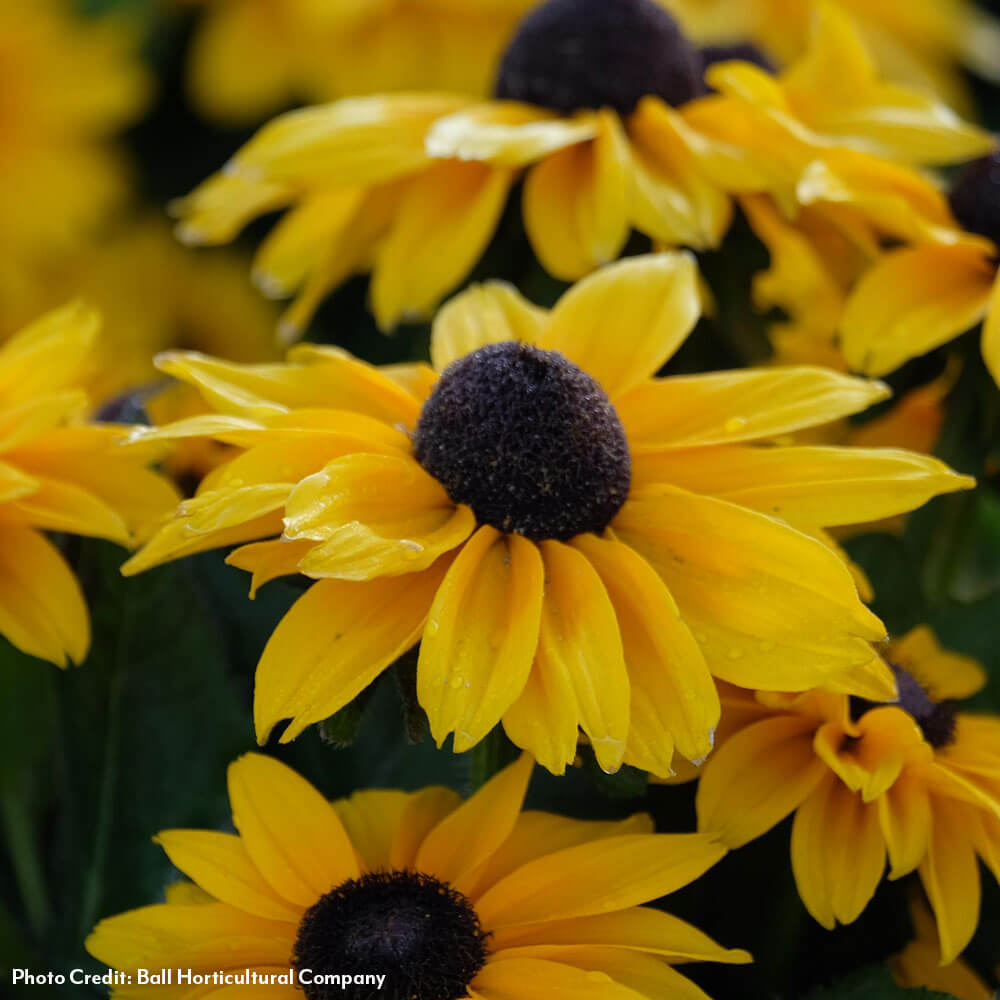 Rudbeckia Echibeckia Summerina Glow™ Sun's Up