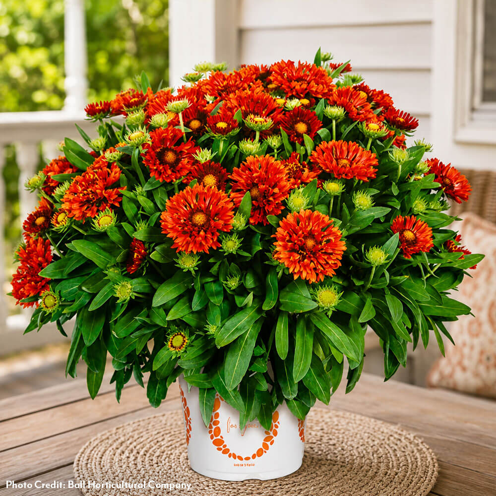 Gaillardia Spintop® Mariachi Red Blanket Flower