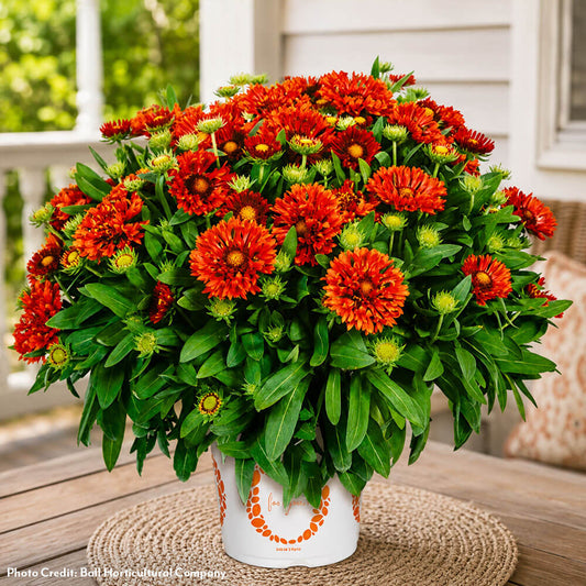 Gaillardia Spintop® Mariachi Red Blanket Flower