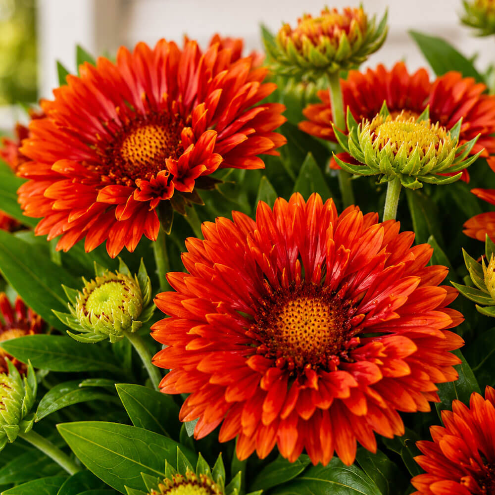 Gaillardia Spintop® Mariachi Red Blanket Flower