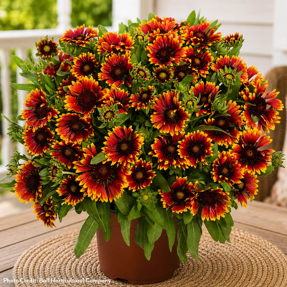 Gaillardia Spintop® Orange Halo Blanket Flower