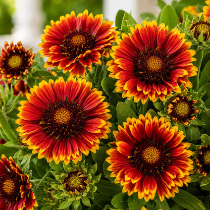 Gaillardia Spintop® Orange Halo Blanket Flower