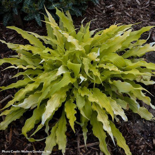Hosta 'Wiggles and Squiggles' Plantain Lily