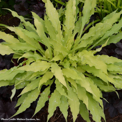 Hosta 'Wiggles and Squiggles' Plantain Lily