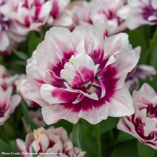 Tulipa La Delicatesse Tulip Bulbs