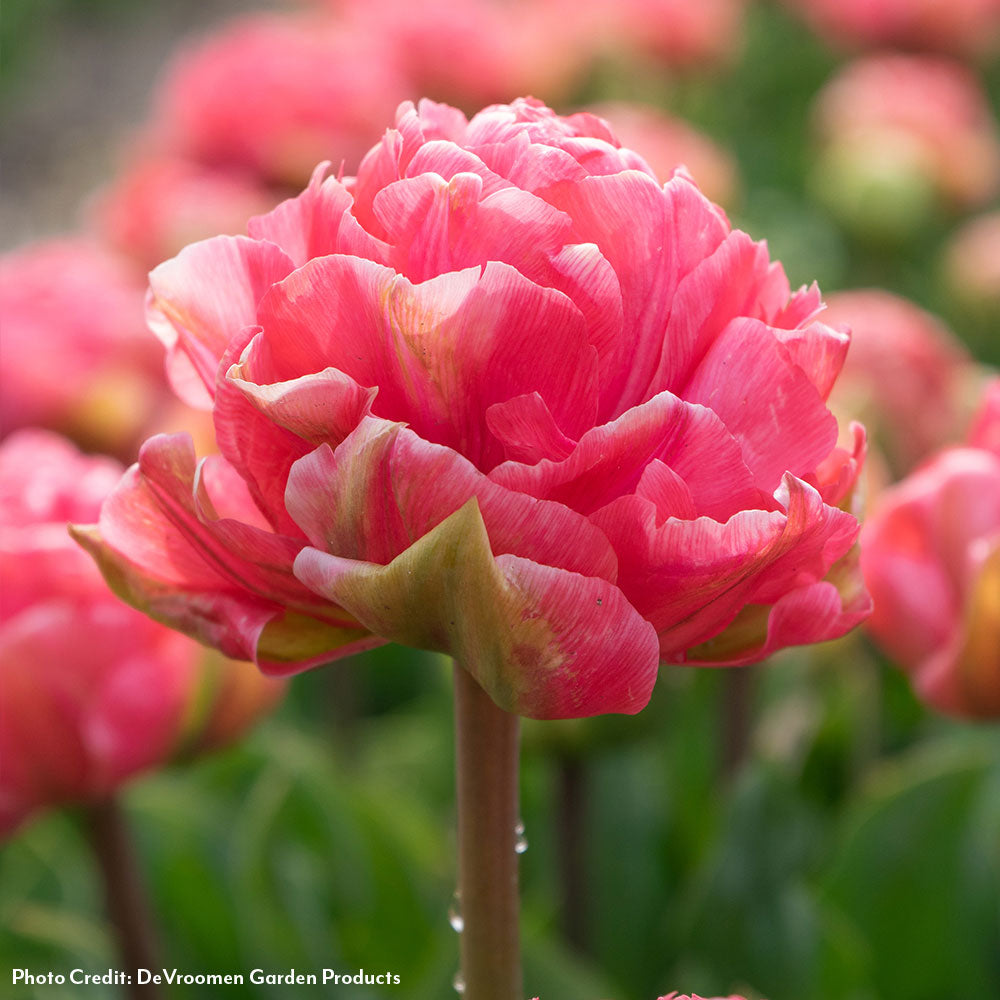 Tulipa Taiwan Tulip Bulbs – Wayside Gardens