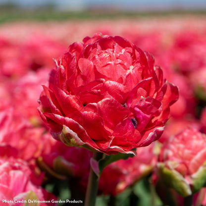 Tulipa Taiwan Tulip Bulbs
