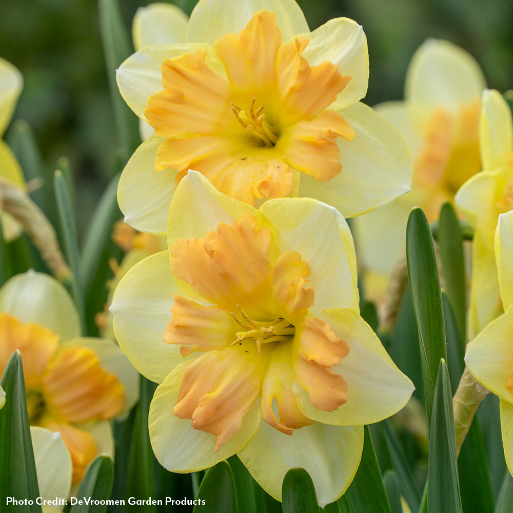 Narcissus Peachy Dream Daffodil Bulbs