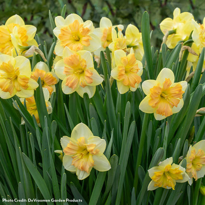 Narcissus Peachy Dream Daffodil Bulbs