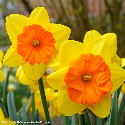 Narcissus Pride of Lions Daffodil Bulbs
