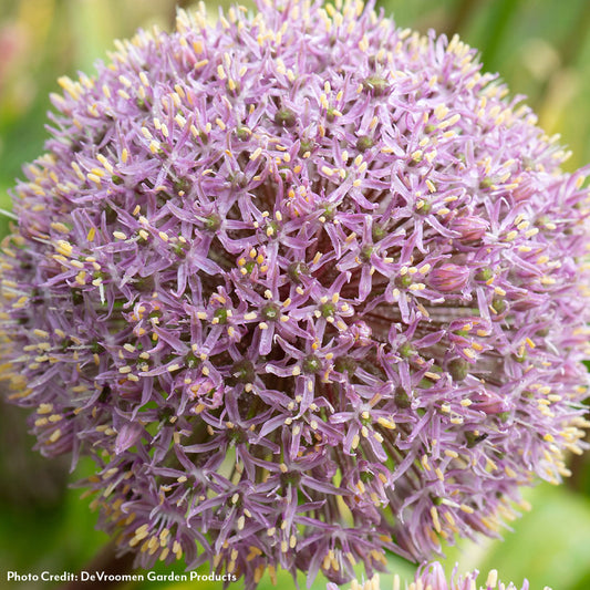 Allium Party Balloons Ornamental Onion Bulbs