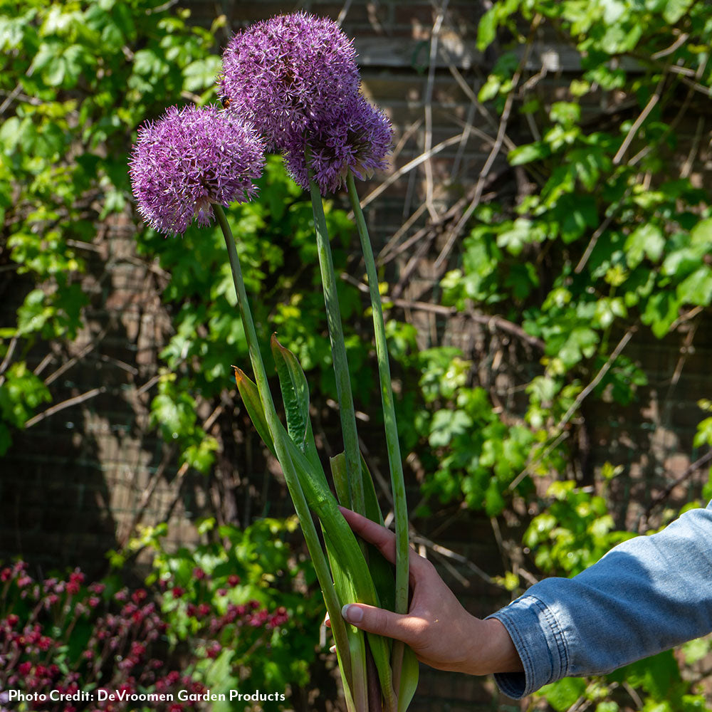 Allium Party Balloons Ornamental Onion Bulbs