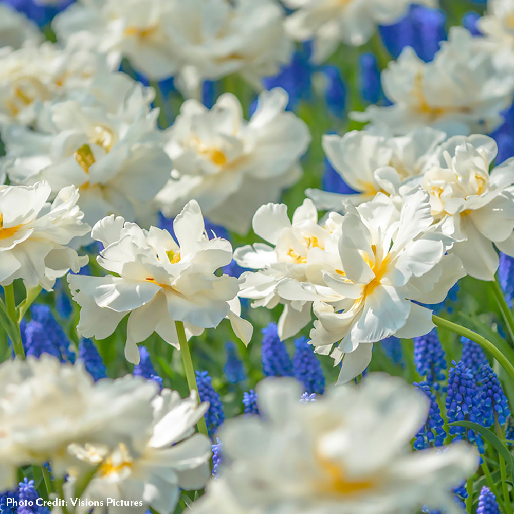 Tulipa Popcorn Tulip Bulbs