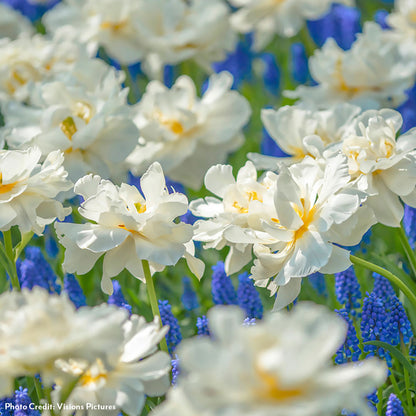 Tulipa Popcorn Tulip Bulbs