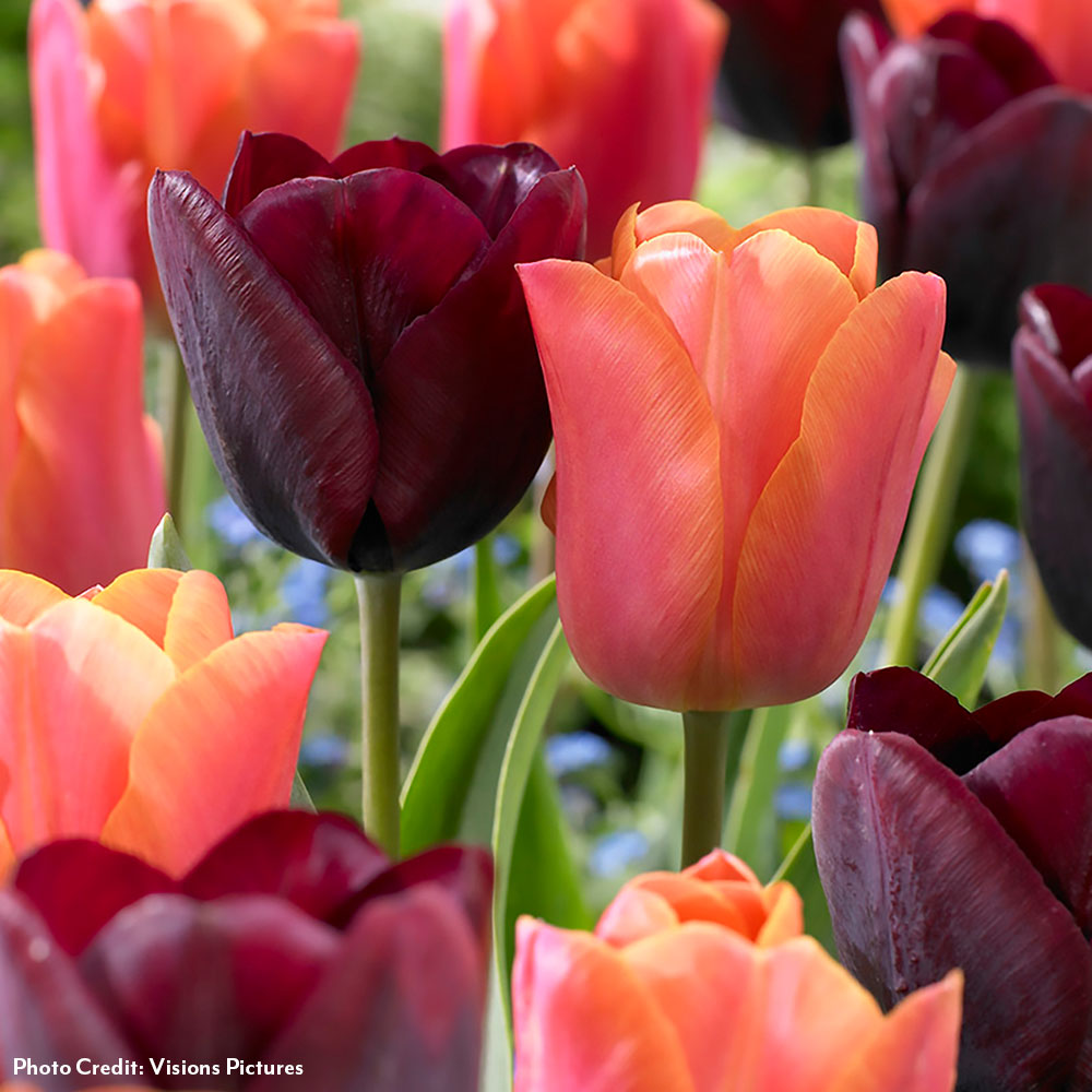 Tulipa Ronaldo Blend Tulip Bulbs