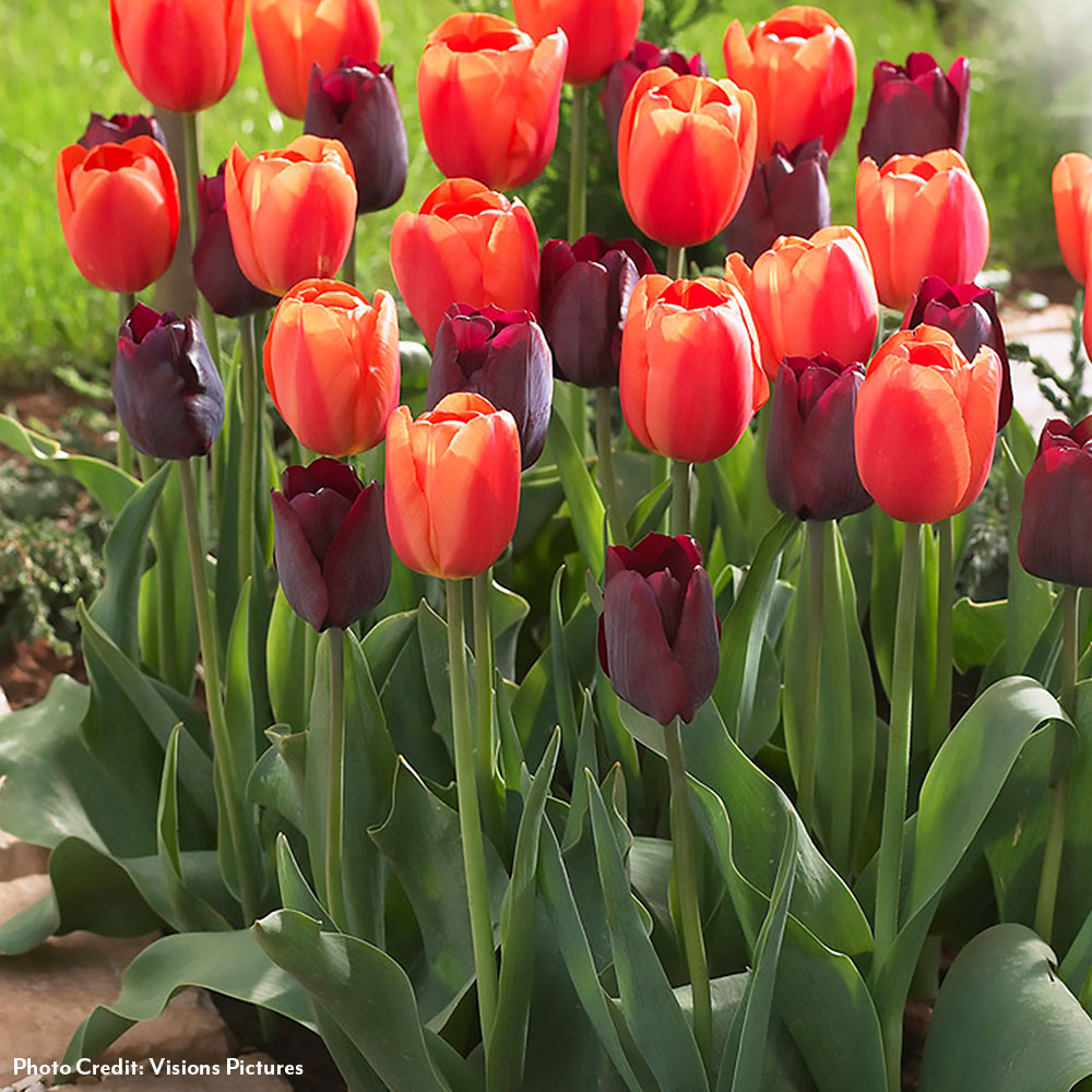Tulipa Ronaldo Blend Tulip Bulbs