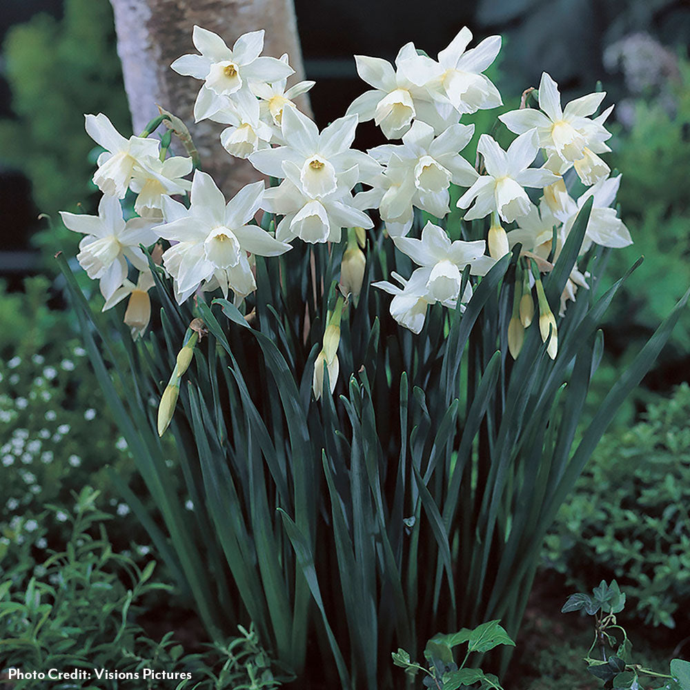 Narcissus Tahalia Daffodil Bulbs