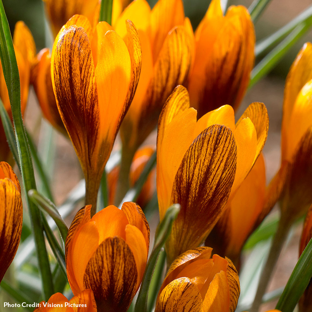 Crocus Orange Monarch Bulbs