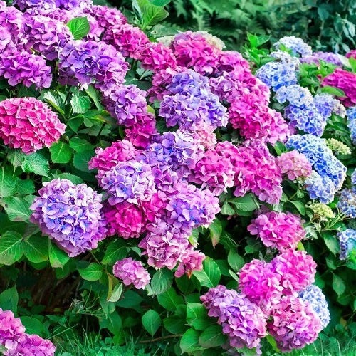 Colorful hydrangea bushes bigstock