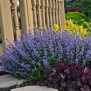 nepeta purrsian blue 31810