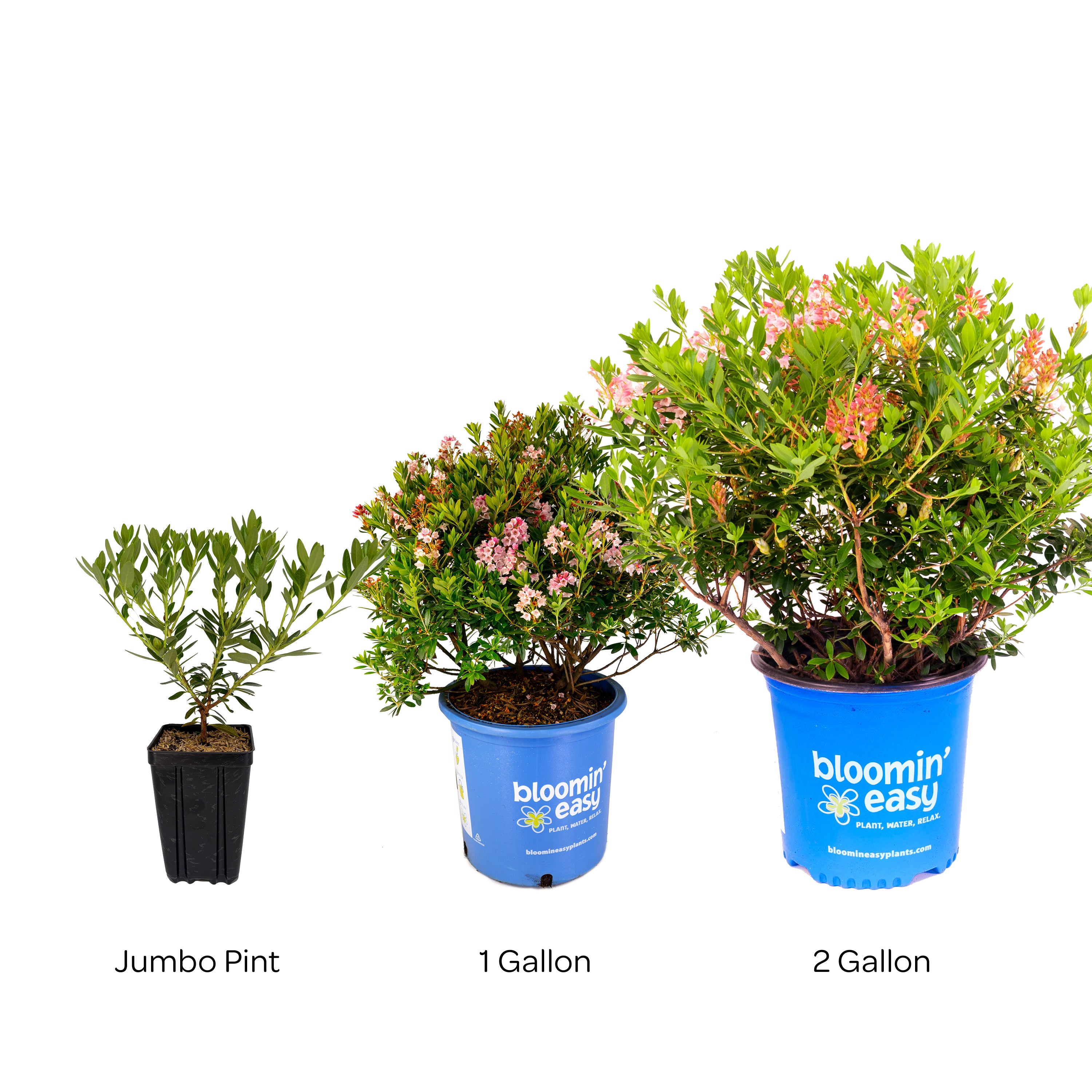 Bloomin' Easy® Rhododendron Bloombux® Magenta Boxwood Alternative