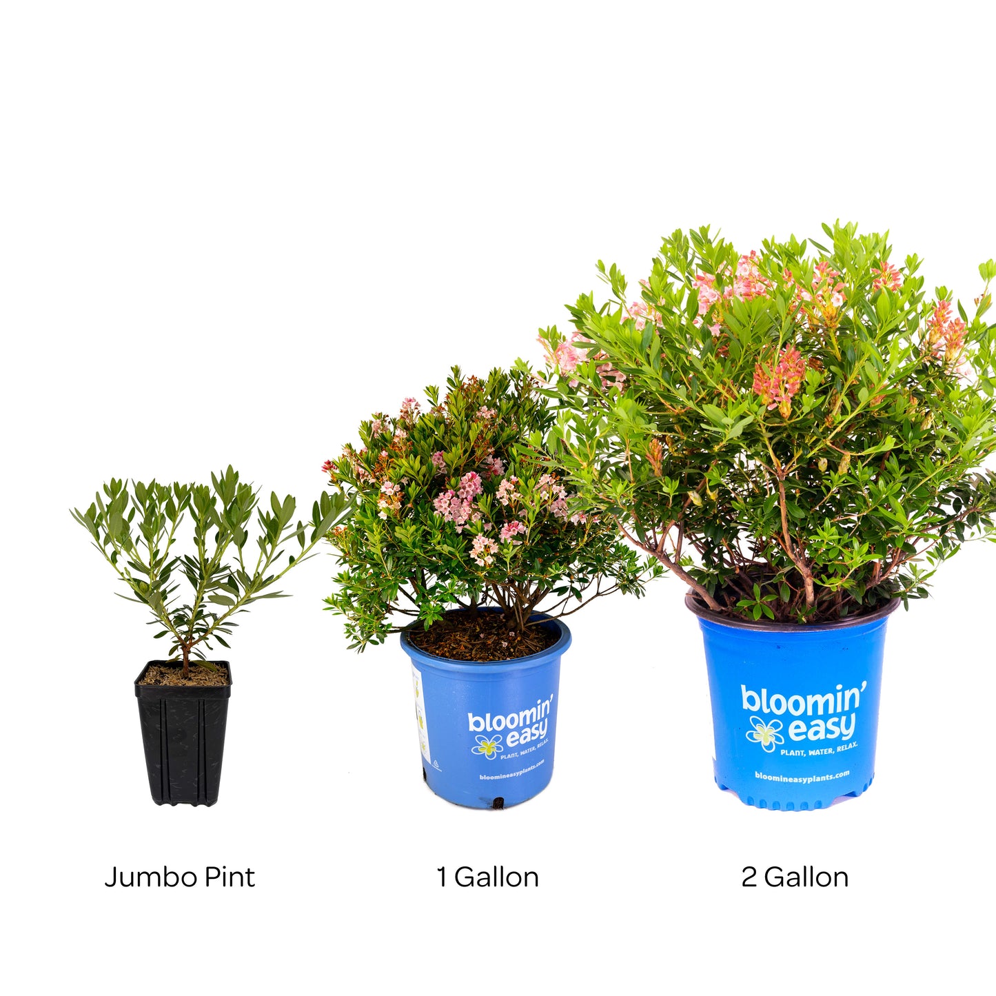 Bloomin' Easy® Rhododendron Bloombux® Magenta Boxwood Alternative