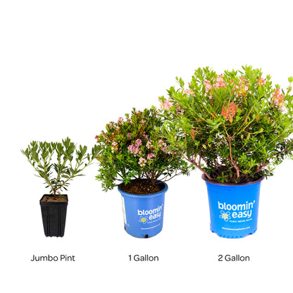 Bloomin' Easy® Rhododendron Bloombux® Magenta Boxwood Alternative