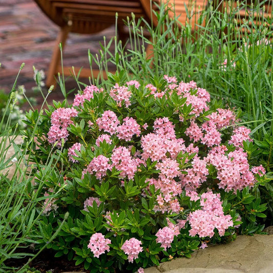 Bloomin' Easy® Rhododendron Bloombux® Magenta Boxwood Alternative