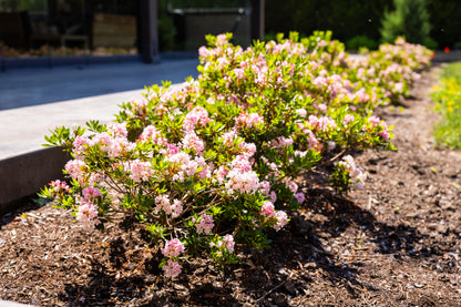Bloomin' Easy® Rhododendron Bloombux® Magenta Boxwood Alternative