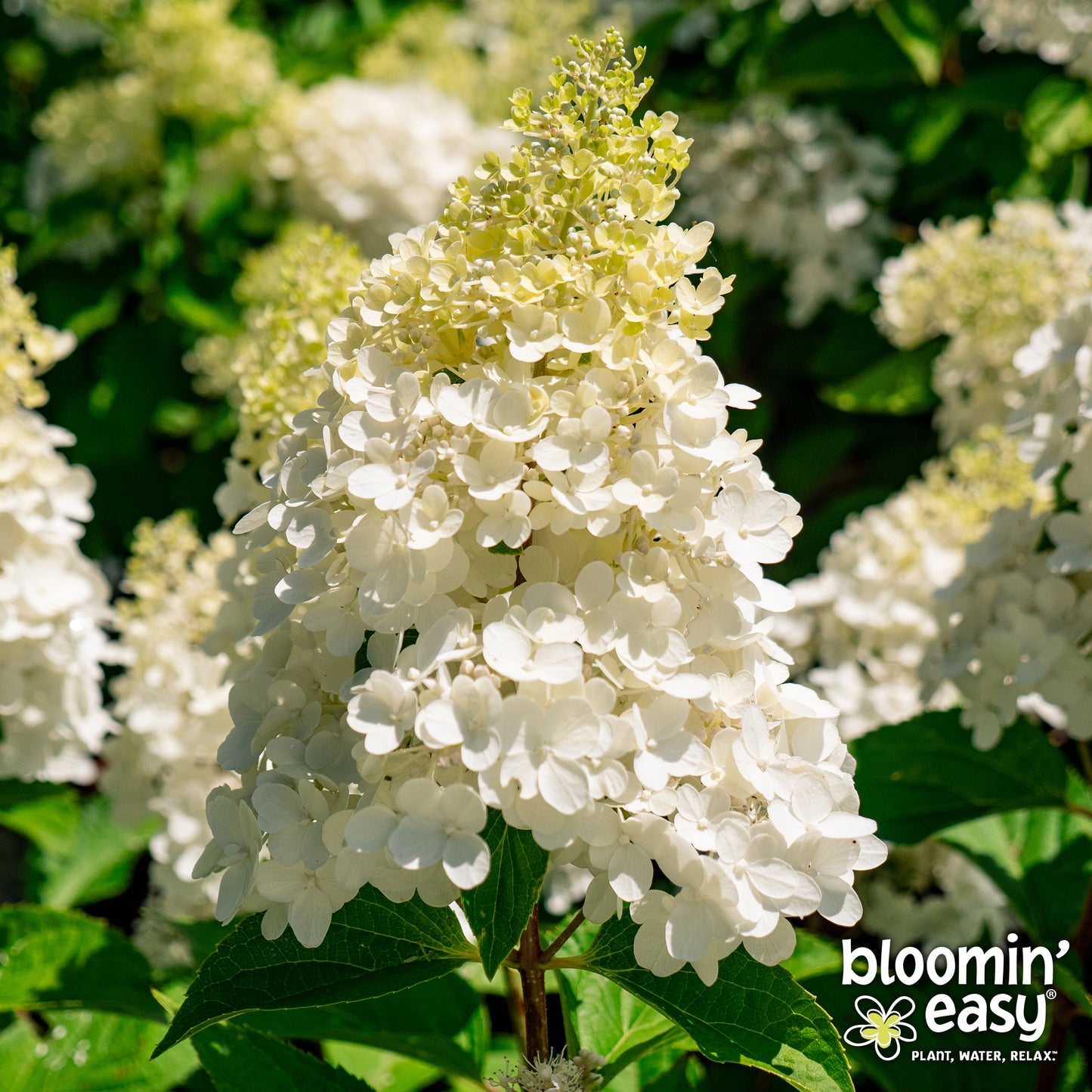 Bloomin' Easy® Hydrangea Bouncy™ Panicle Hydrangea