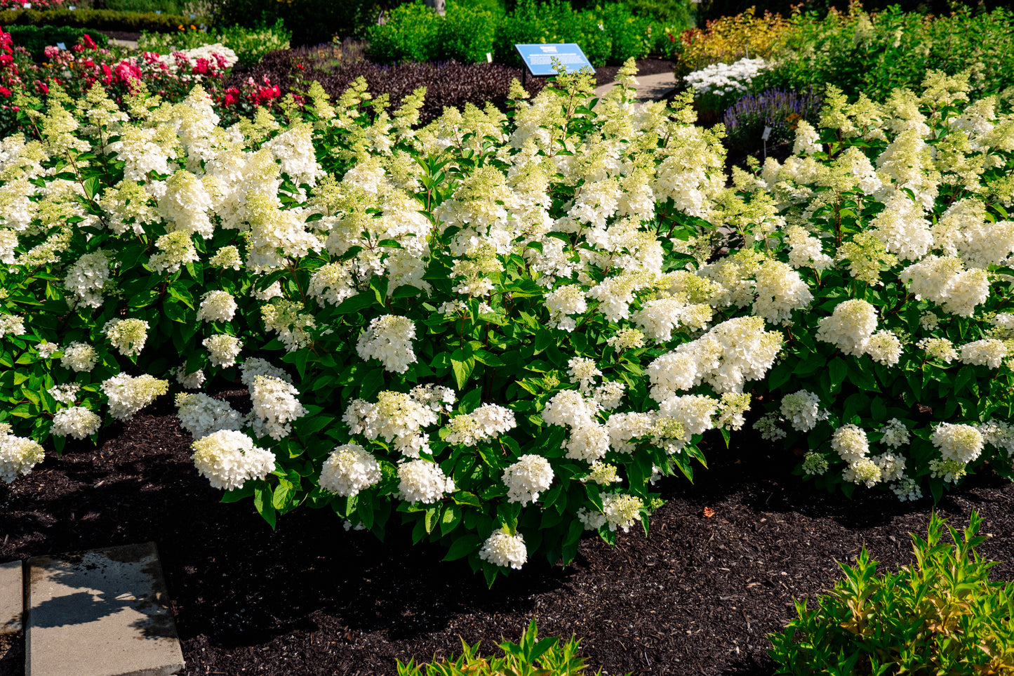 Bloomin' Easy® Hydrangea Bouncy™ Panicle Hydrangea
