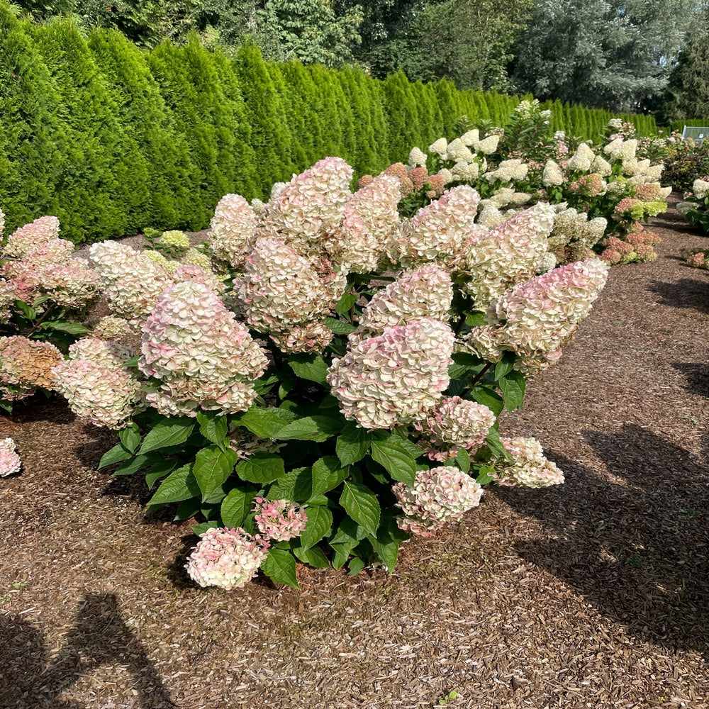 Bloomin' Easy® Hydrangea Bouncy™ Panicle Hydrangea