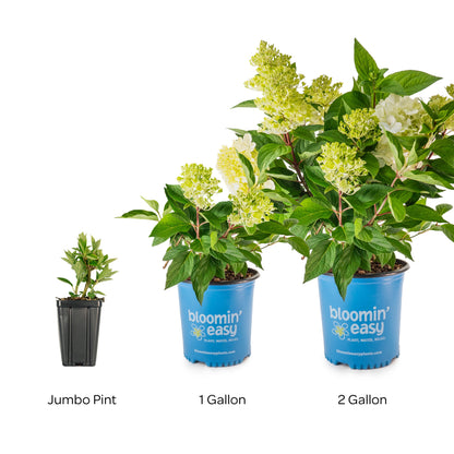 Bloomin' Easy® Hydrangea Bouncy™ Panicle Hydrangea