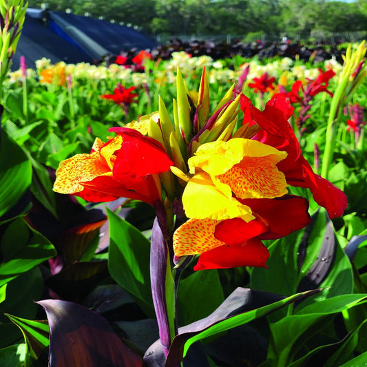Canna 'Cleopatra' Bulbs