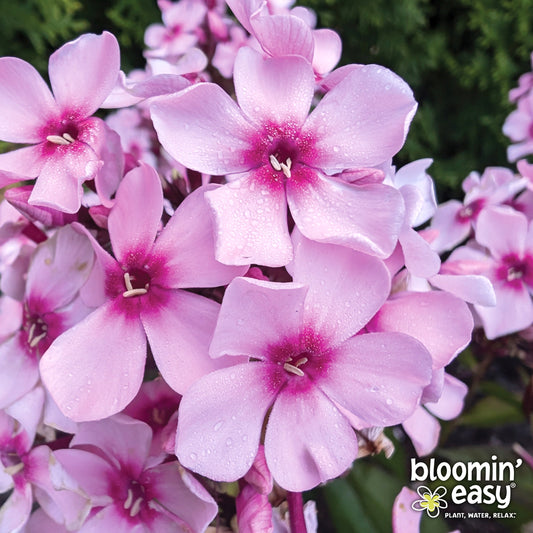 Bloomin' Easy® Phlox Center of Attention™ Garden Phlox