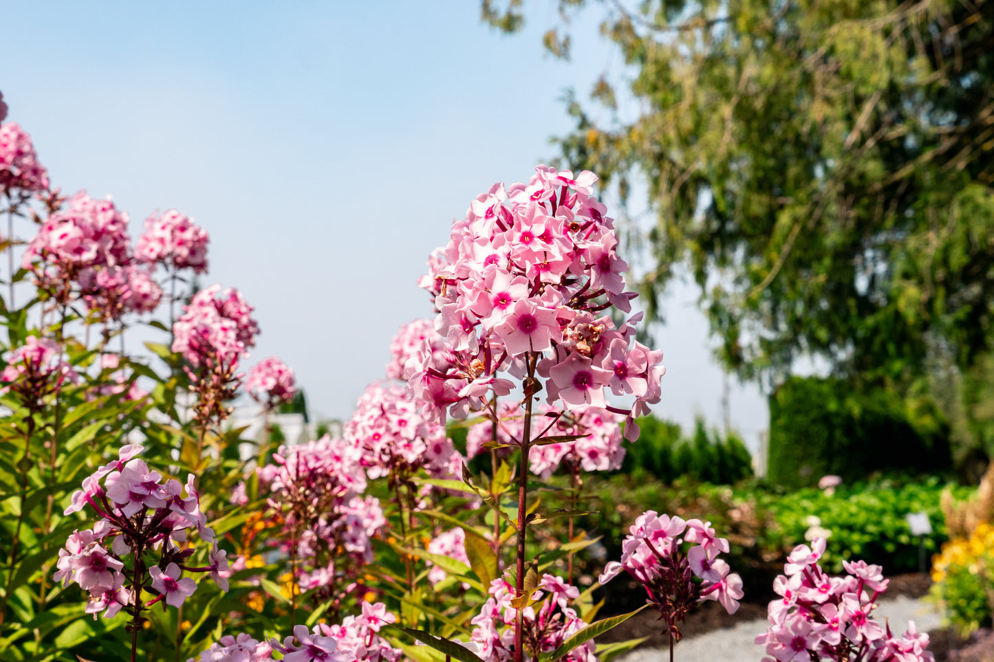 Bloomin' Easy® Phlox Center of Attention™ Garden Phlox