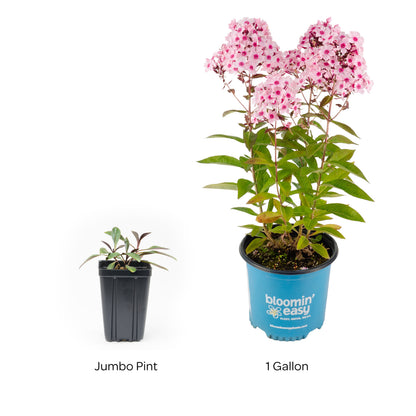 Bloomin' Easy® Phlox Center of Attention™ Garden Phlox