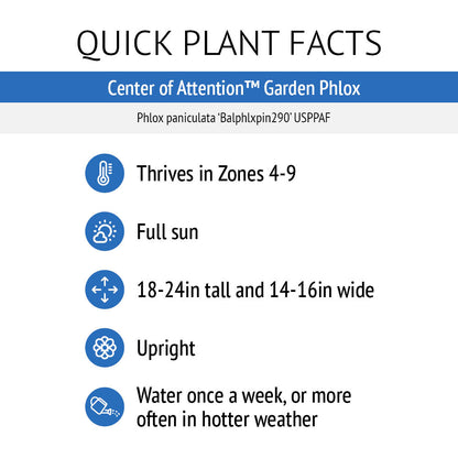 Bloomin' Easy® Phlox Center of Attention™ Garden Phlox