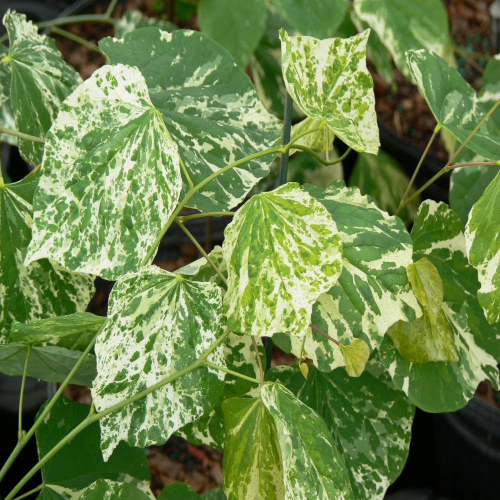 Cercis 'Alley Cat' Redbud