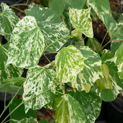 Cercis 'Alley Cat' Redbud