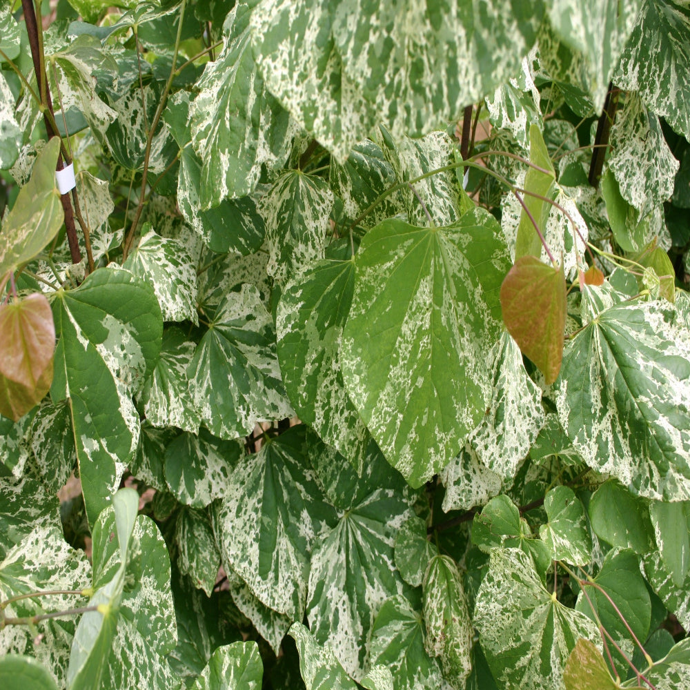 Cercis 'Alley Cat' Redbud