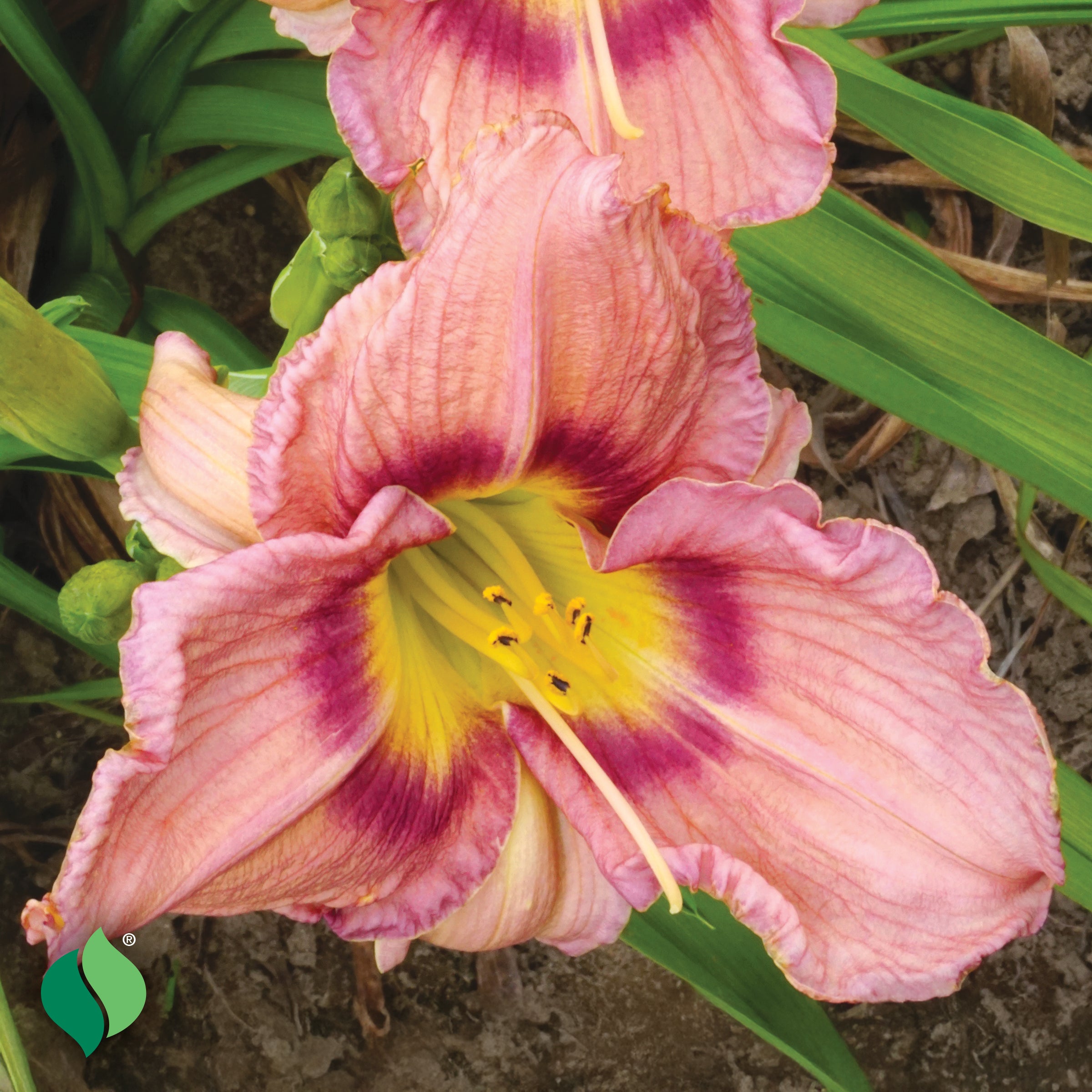 Wayside Gardens Hemerocallis BellaBoo Daylily