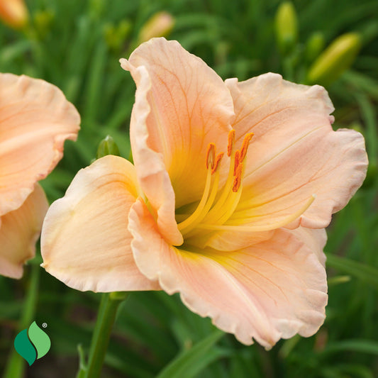 Hemerocallis Platinum Palette™ Pilgrim Pride Daylily