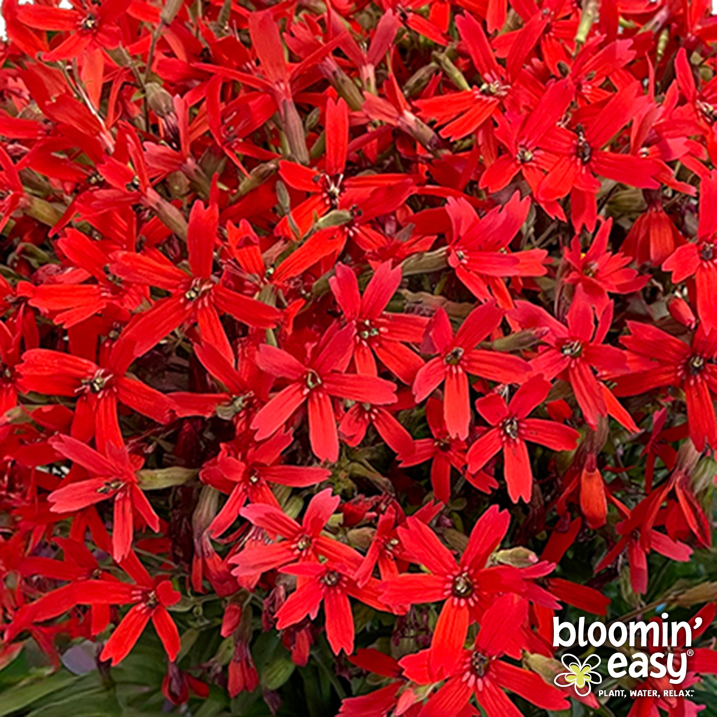 Bloomin' Easy® Silene Forged By Fire™ Catchfly – Wayside Gardens