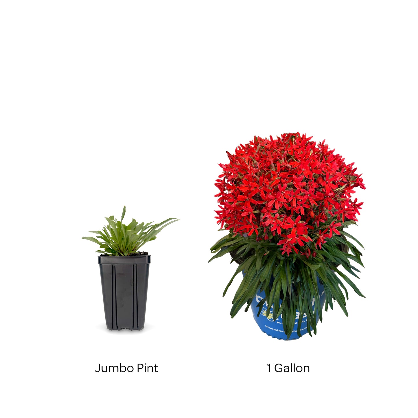 Bloomin' Easy® Silene Forged By Fire™ Catchfly