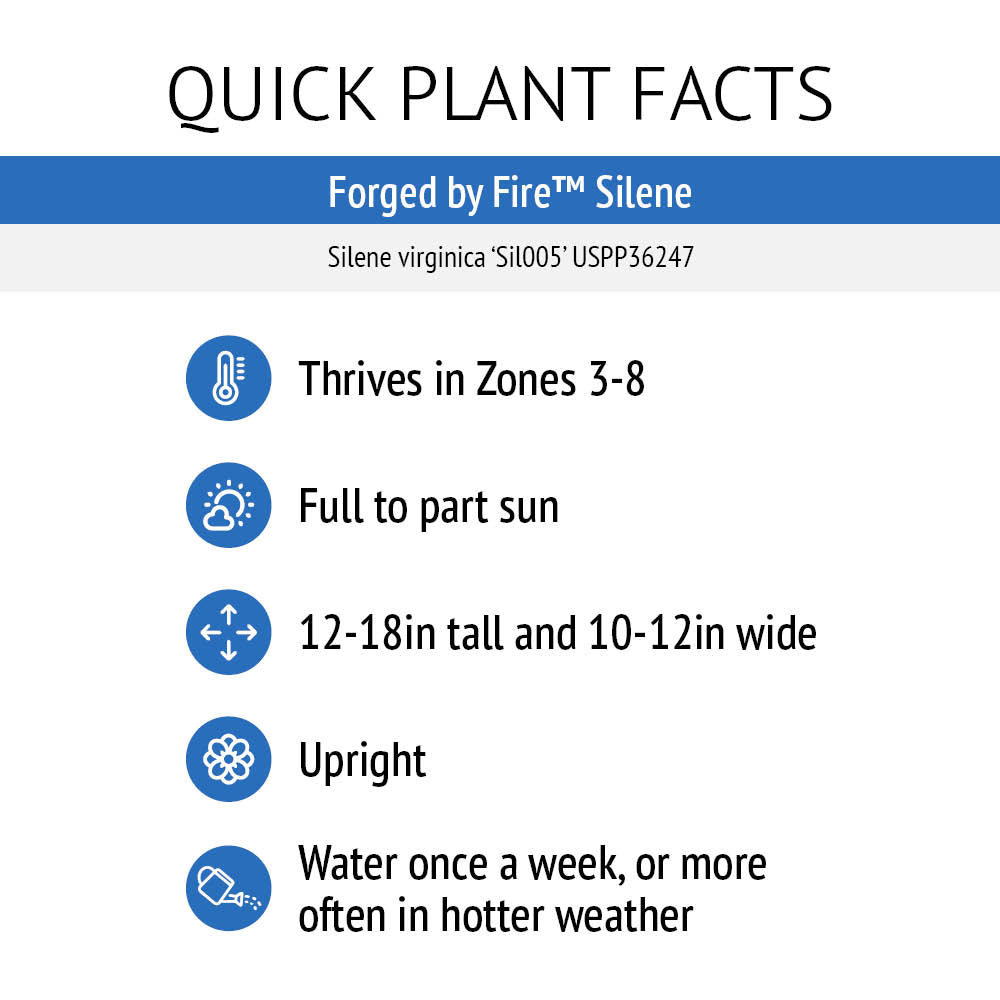 Bloomin' Easy® Silene Forged By Fire™ Catchfly